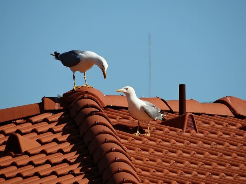 Aperçu sur la pose d’une tuile de rive