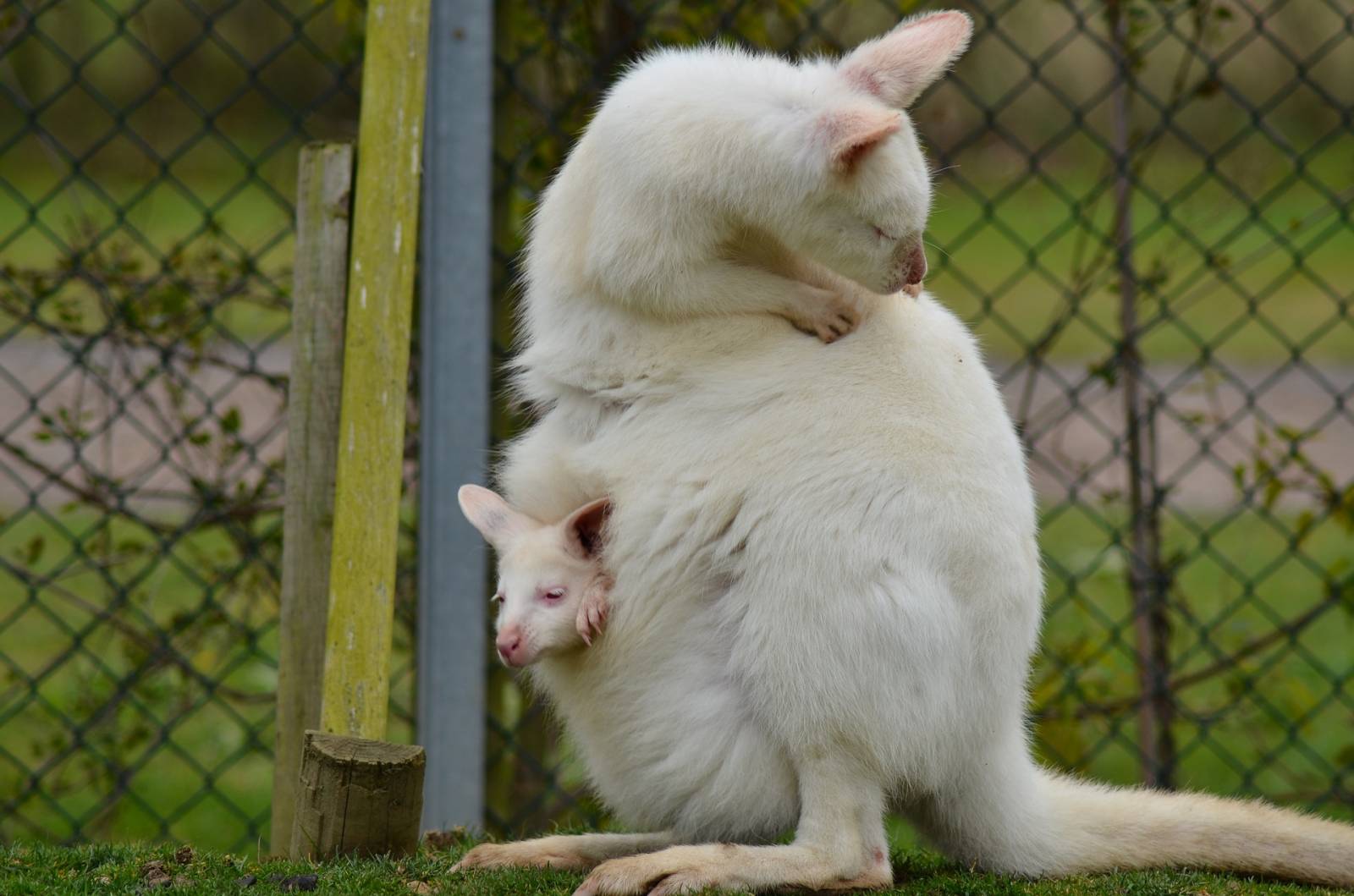 Une clôture qui empêche le passage des animaux